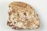 Fossil Phytosaur Scute - New Mexico #192682-1